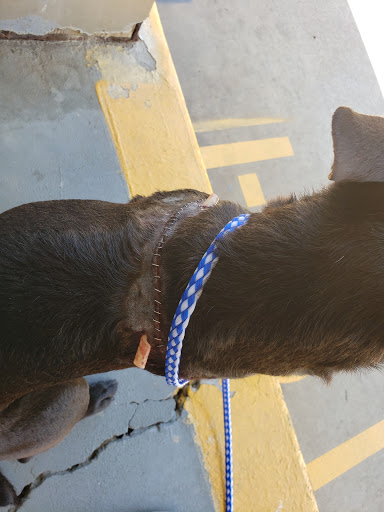 Majure Troy DVM image