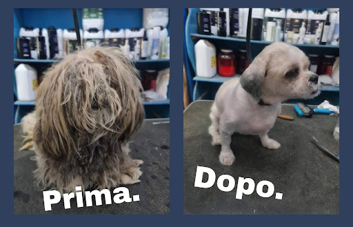 Pensioni per cani e dog hotel a Best Friends