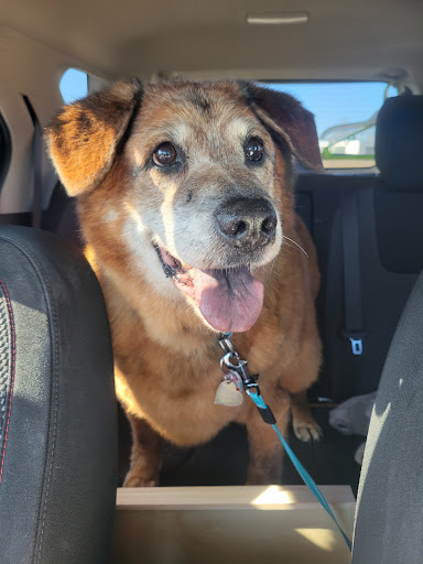 Pet Supply Store «PetSmart», reviews and photos, 1042 Fairplain Dr, Benton Harbor, MI 49022, USA