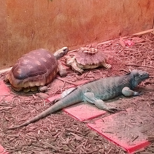 Pet Groomer «Edgewood Pet Center», reviews and photos, 3236 State Rd, Ashtabula, OH 44004, USA