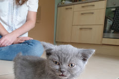 Ferring Street Veterinary Surgery