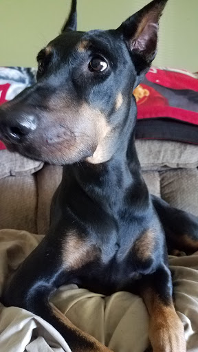 Coosa Valley Animal Clinic veterinary clinic