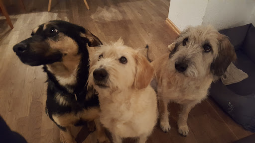 Antje Midasch-Kaske Tierärztin unter Burgdorf, 