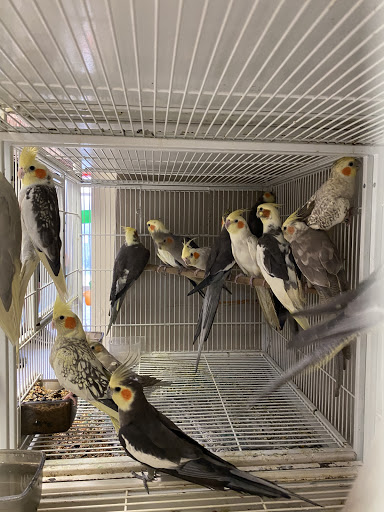 Pet Store «La Jungla Pet Shop», reviews and photos, 1865 W Flagler St, Miami, FL 33135, USA