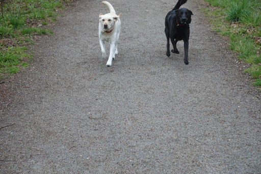 Nature Preserve «John H. Chafee Nature Preserve», reviews and photos, Boston Neck Rd, North Kingstown, RI 02852, USA