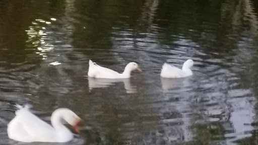 Park «Millers Pond Park», reviews and photos, 6175 Old Pearsall Rd, San Antonio, TX 78242, USA