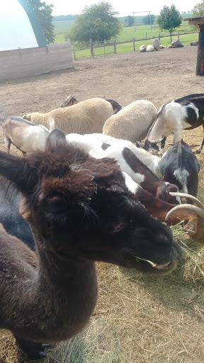 Tourist Attraction «Bloomsbury Farm», reviews and photos, 3260 69th St, Atkins, IA 52206, USA