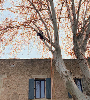 Le Quetzal - Arboriste Grimpeur Élagueur - Entretien de Jardin à Béziers