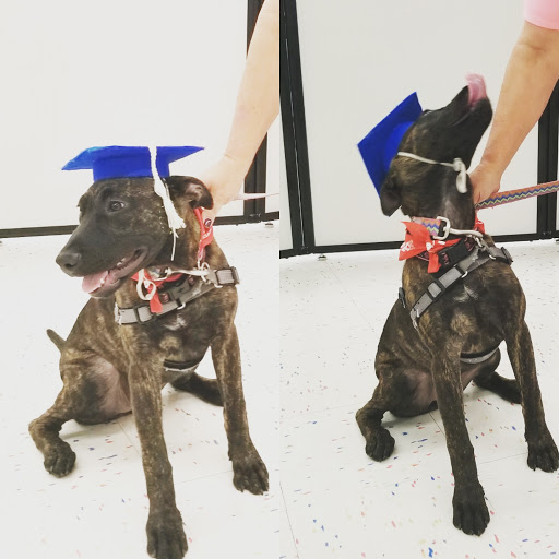 Pet Supply Store «Petco Animal Supplies», reviews and photos, 3485 Grand Oaks, Corona, CA 92881, USA