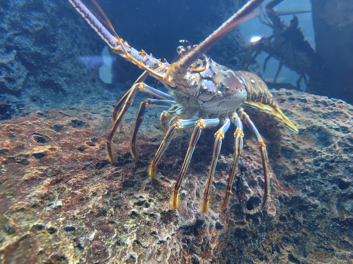 Aquarium «North Carolina Aquarium At Fort Fisher», reviews and photos, 900 Loggerhead Rd, Kure Beach, NC 28449, USA