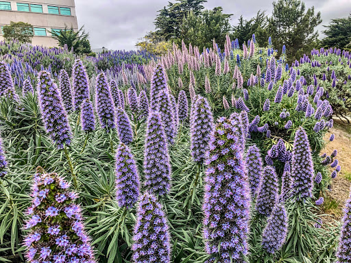 Genentech Building 12