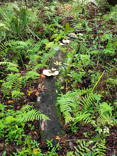 Nature Preserve «Crystal Springs Preserve», reviews and photos, 1609 Crystal Springs Rd, Crystal Springs, FL 33524, USA