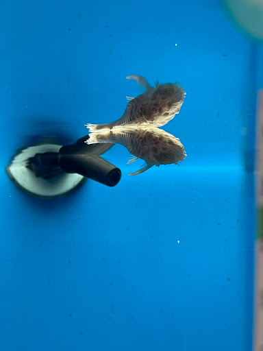 Pet Supply Store «PetSmart», reviews and photos, 976 IL-59, Aurora, IL 60504, USA