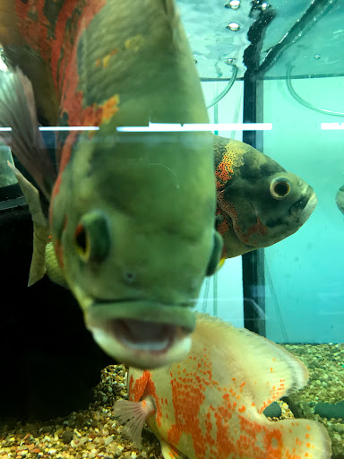 Tropical Fish Store «Aquarium Boutique», reviews and photos, 9035 Garland Rd, Dallas, TX 75218, USA