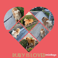 Nita's Happy Hounds, LLC - Photo 1 - Car repair in , Mission Viejo