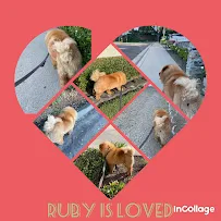 Nita's Happy Hounds, LLC - Car repair in , Mission Viejo - Rated 5.0/5