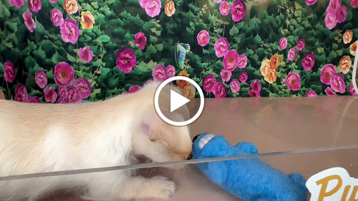 Pet Store «Puppy Love», reviews and photos, 4802 Valley View Blvd NW Uf290, Roanoke, VA 24012, USA