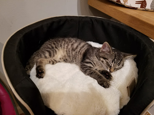 Pet Supply Store «PS9 Pets», reviews and photos, 169 N 9th St, Brooklyn, NY 11211, USA