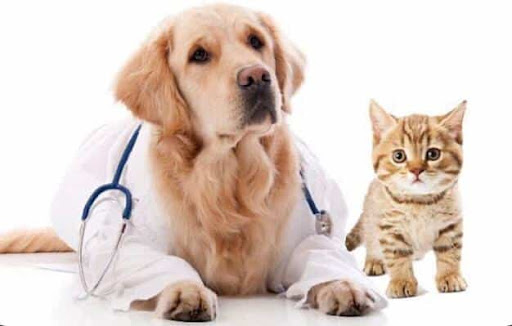 Granada Clínica Veterinaria en Granada
