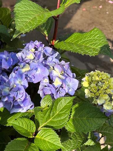 Florist «Metropolitan Plant & Flower Exchange Inc.», reviews and photos, 2125 Fletcher Ave, Fort Lee, NJ 07024, USA