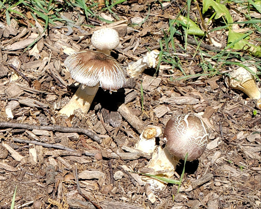 Park «Claremont Park», reviews and photos, Clay Ave & E. 170 St, Bronx, NY 10457, USA