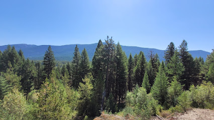 Dynamic Tree Services