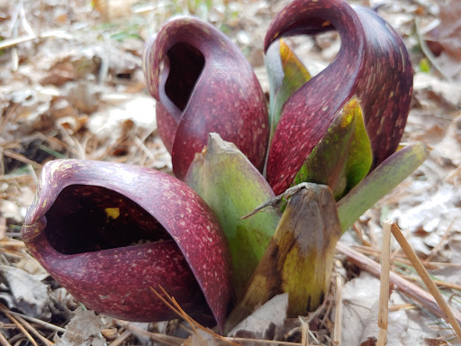 Nature Preserve «Beaver Meadow Audubon Center», reviews and photos, 1610 Welch Rd, Java Center, NY 14082, USA