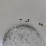 Photo n°8 de l'avis de Michel.r fait le 23/07/2023 à 16:28 sur le  Camping & Ferienpark Orsingen à Orsingen-Nenzingen