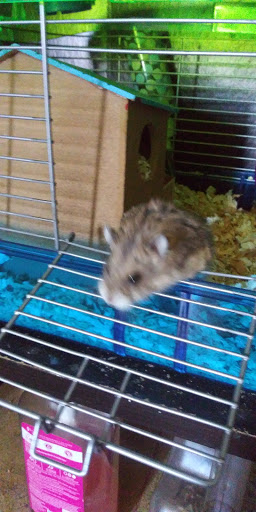 Pet Supply Store «PetSmart», reviews and photos, 11945 Central Ave, Chino, CA 91710, USA