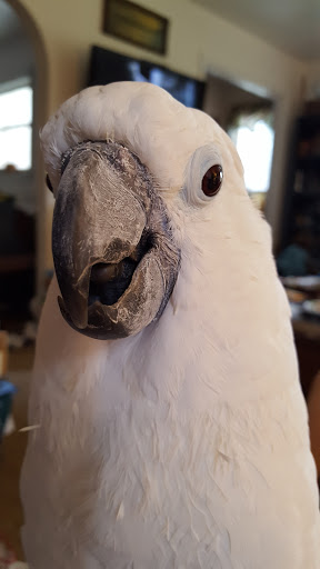 Pet Store «All About Pets LLC», reviews and photos, 52567 Columbia River Hwy, Scappoose, OR 97056, USA