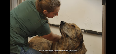 Ostéopathie vétérinaire à domicile - Dr Pauline Bourdette (toutes espèces, chiens, chats, équins, ruminants, NAC) à Sucé-sur-Erdre