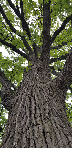 Park «Lions Park», reviews and photos, 8875 McEvilly Rd, Minooka, IL 60447, USA