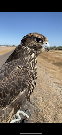Desert Kings Falconry: Bird Control - Photo 9 - Car repair in , Mesa
