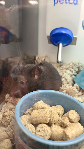 Pet Supply Store «Petco Animal Supplies», reviews and photos, 1951 N Military Trl c, West Palm Beach, FL 33409, USA