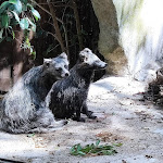 Photo n°5 de l'avis de Jean.h fait le 01/09/2021 à 21:47 sur le  Parco Zoo Falconara Srl à Falconara Marittima