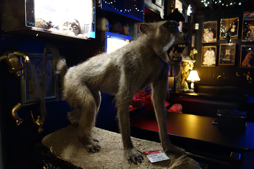 Bar «The Odditorium», reviews and photos, 1045 Haywood Rd, Asheville, NC 28806, USA