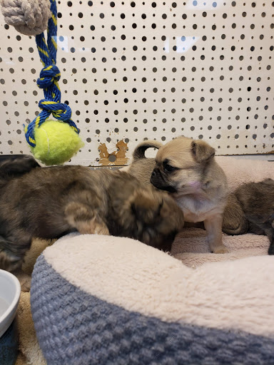 Pet Store «Animal Ark Pet Stores», reviews and photos, 33 Center St, Orem, UT 84057, USA