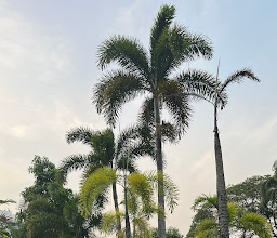 Palm Park photo