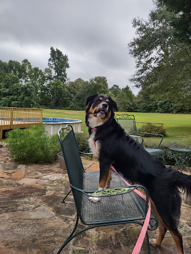 Holly's Country Canines