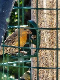 Wild Birds Unlimited - Photo 6 - Car repair in Medford, OR, Medford