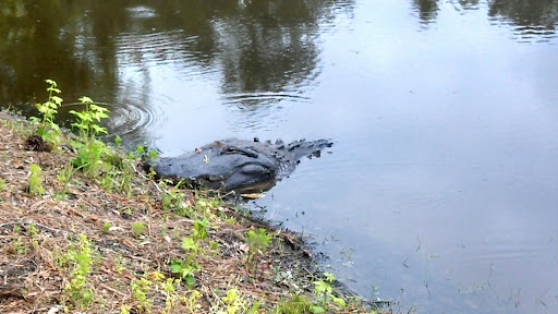 Golf Course «Witch Golf Links», reviews and photos, 1900 SC-544, Conway, SC 29526, USA