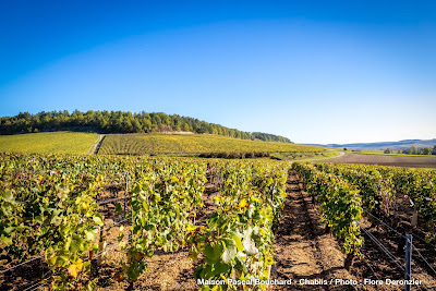 Pascal Bouchard SAS à Chablis