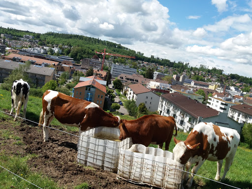 Public Golf Course «Shoreline Golf Links», reviews and photos, 2940 N Shoreline Blvd, Mountain View, CA 94043, USA