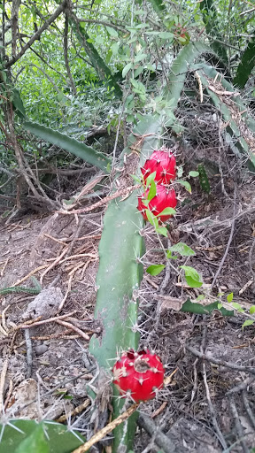 Nature Preserve «McAllen Nature Center», reviews and photos, 4101 U.S. 83 Business, McAllen, TX 78501, USA