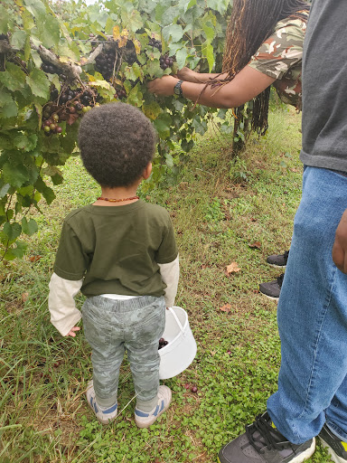 Vineyard «Morgan Creek Vineyards», reviews and photos, 181 Morgan Creek Ln, Harpersville, AL 35078, USA