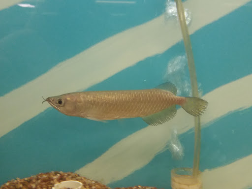 Pet Store «Fish & Pets Ranch», reviews and photos, 10100 Kleckley Dr, Houston, TX 77075, USA