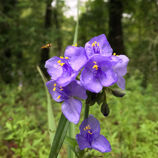 Festival «Spirit of the Suwannee Music Park», reviews and photos, 3076 95th Dr, Live Oak, FL 32060, USA