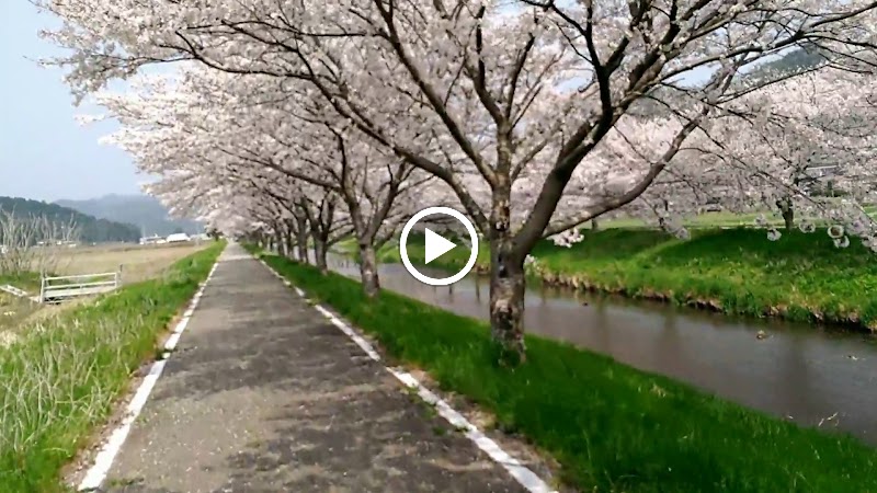 大桜ジョギングロード