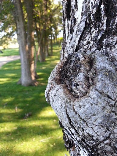 Golf Course «Wildflower Golf Course», reviews and photos, 19790 Co Hwy 20, Detroit Lakes, MN 56501, USA