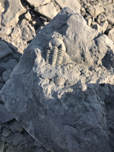 Nature Preserve «Penn Dixie Fossil Park & Nature Reserve», reviews and photos, 4050 North St, Blasdell, NY 14219, USA